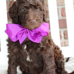 Labradoodle Puppies from Mountain Range Doodles