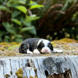 Anastasia (Yellow Collar) - Tri-color female Bernedoodle puppy in Stanwood, Washington from Butter Cup Pups and Paws