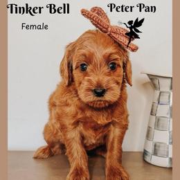 Tiger Lily - Red  female Goldendoodle puppy in Hilton, New York from The House of Goldendoodle