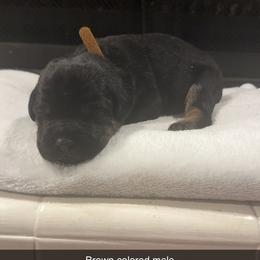 Brown Collar Male - Black male Cane Corso puppy in Jasper, Alabama from C&M Cane Corso