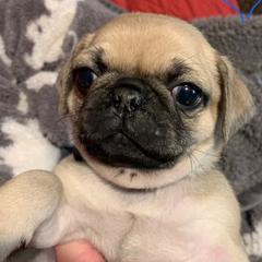 Pugs from Sweet Warner Pugs