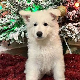 Boy 1 - White male Berger Blanc Suisse puppy in Plaucheville, Louisiana from La Nouvelle-Orléans Berger Blanc Suisse