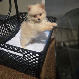 Spicer - Cream female Pomeranian puppy in Williamsburg, Virginia from Itty Bitty Poms