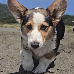 Pembroke Welsh Corgi Puppies from Triple M Ranch Corgi's