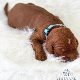 Bernedoodle and Goldendoodle Puppies from Vineyard Doodles