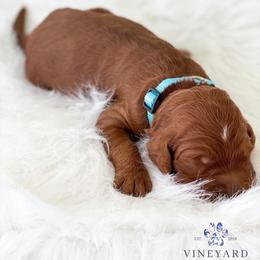 Bernedoodle and Goldendoodle Puppies from Vineyard Doodles