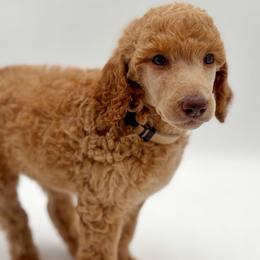 Karma - Apricot female Poodle puppy in Otto, North Carolina from Wild Suns Farm
