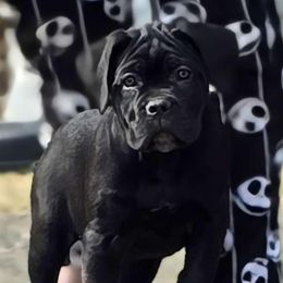 Cane Corso Puppies from Hardradas Dynasty Cane Corso