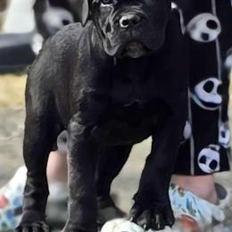 Cane Corso Puppies from Hardradas Dynasty Cane Corso