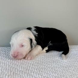 Mutton Bustin' - Black and white male Sheepadoodle puppy in Adams, Nebraska from Boxcar Doodles and Poodles