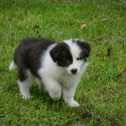 Border Collie Puppies from Shorewind Border Collies