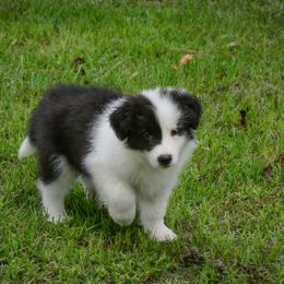 Border Collie Puppies from Shorewind Border Collies