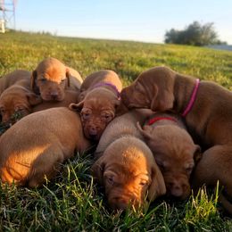 Tusky - Golden rust female Vizsla puppy in Mc Donald, Pennsylvania from Rust Creek Vizslas
