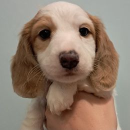 Cream dapple piebald boy - Piebald male Dachshund puppy in Springdale, Washington from TNT MINI DACHSHUNDS