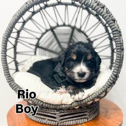 Rio - Tri-color male Bernedoodle puppy in West Haven, Utah from Split Mountain Doodles