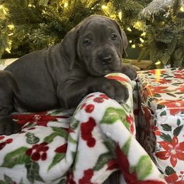 Clara - Gray female Cane Corso puppy in Lititz, Pennsylvania from Lititz Cane Corsos