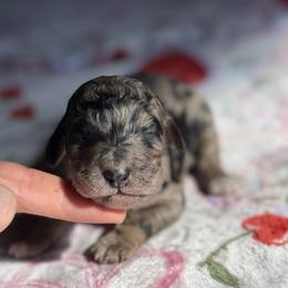 Dina - Merle female Goldendoodle puppy in Jacksonville, Florida from Dandelion Doodles