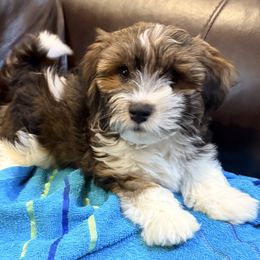 Benny - Black and white male Havanese puppy in Lancaster, South Carolina from 3 Bs Havanese-PUPPIES with  PURPOSE