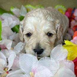 Stella - Buff female Cockapoo puppy in Placerville, California from Rpuppies