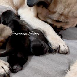 Maggie - Black female Pug puppy in Shady Hills, Florida from Premium Pugs
