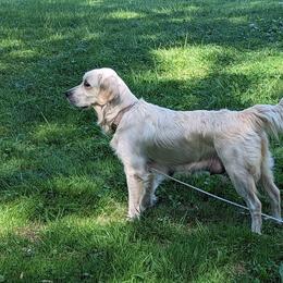 Faith - Golden Retriever