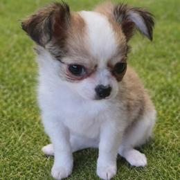 Wendy - Black sabled fawn female Chihuahua puppy in Tulsa, Oklahoma from Hart's Chihuahuas
