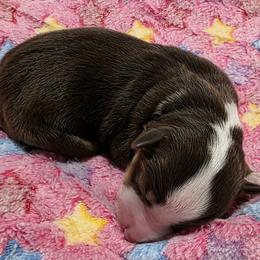 Girl 2 - female Miniature Australian Shepherd puppy in Spirit Lake, Idaho from Gemstone Ridge Mini Aussies