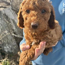 Ice - Red and white female Cockapoo puppy in Adrian, Oregon from ApplebyFarm
