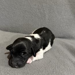 Jamie - Piebald male Dachshund puppy in Liberty, Mississippi from Liberty Oaks Aussies and Dachshunds