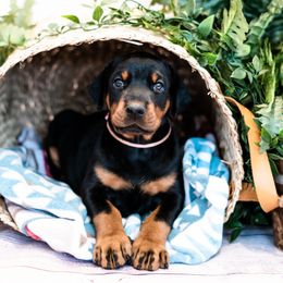 Doberman Pinscher Puppies from Imperium Dobermann Kennel