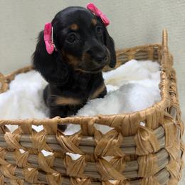 Delilah(AKC) - Black and tan female Dachshund puppy in Mansfield, Missouri from Owens Farm