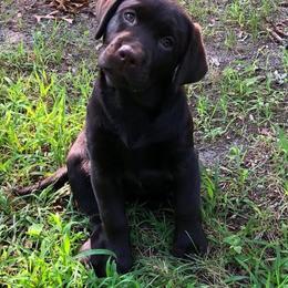 Labrador Retriever Puppies from Tobyan Labradors