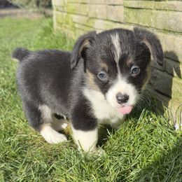 Link - White and black male Pembroke Welsh Corgi puppy in Keizer, Oregon from Grit Phillips
