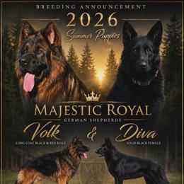 German Shepherd puppies from Majestic Royal German Shepherd’s