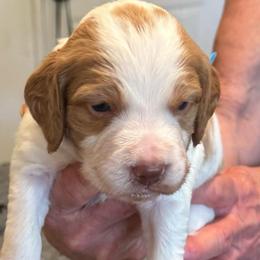 Blue - Orange and white male Brittany puppy in Hayward, California from Fieldstone Bird Dog Kennels / West Coast Brittany’s