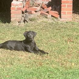 Charlee - Dilute Retriever