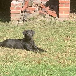 Charlee - Dilute Retriever