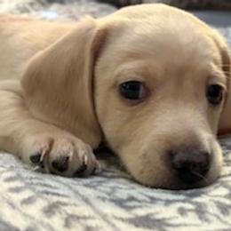 Rudolph (pink nose) Male CKC certified READY FOR HIS FUREVER HOME - Cream male Dachshund puppy in Oklahoma City, Oklahoma from Diana's Dachshunds CKC certified!