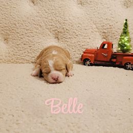 Belle - Parti female Goldendoodle puppy in Estesburg, Kentucky from Wet Goldendoodle Kisses