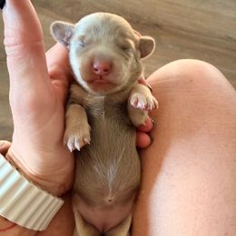 Reserved - Fawn (Isabella) female Dachshund puppy in Alva, Florida from Salty C's Dachshunds