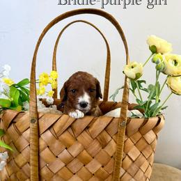 Bridle - Red  female Goldendoodle puppy in Orangevale, California from Ugly Dad Doodles