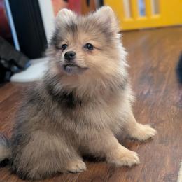 Throwback Adam - Cream sable male Pomeranian puppy in Danielsville, Georgia from PassionatePomPoms