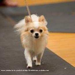 Chihuahuas from Jen-Jeans Chihuahuas