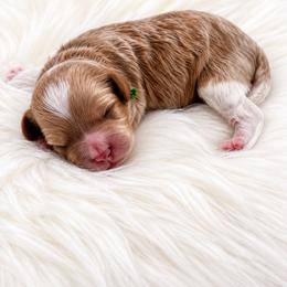 Carl Dean - Blenheim male Cavapoo puppy in Cedar City, Utah from Cedar Sprout Puppies