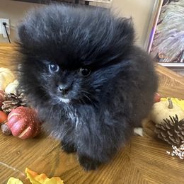 Girl 1 - Pomeranian puppy from Baby Bear Poms