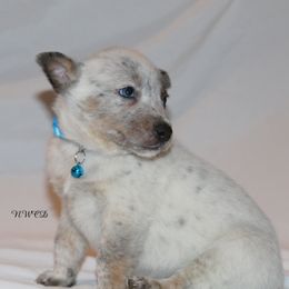 Chris LeDoux - Blue speckled male Australian Cattle Dog puppy in Willamina, Oregon from Cherished Chihuahuas