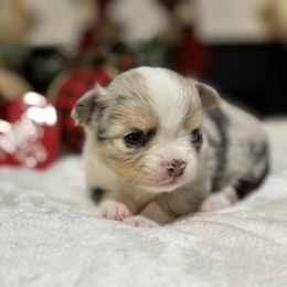 Chihuahua Puppies from Sunset Eves Chihuahuas