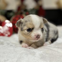Chihuahua Puppies from Sunset Eves Chihuahuas