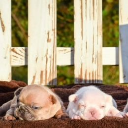 French Bulldog Puppies from ImAgem Frenchies