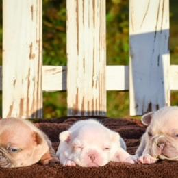 French Bulldog Puppies from ImAgem Frenchies